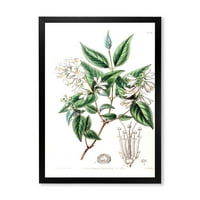 Designart' Ancient Botanicals X ' Tradicionalni Uokvireni Umjetnički Print