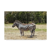 Zaštitni znak likovne umjetnosti' Zebra Standing ' platno Art by Incredi