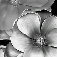 RemekEpotela umjetnička galerija Crno-bijela magnolija Frannie Funn Canvas Art Print 20 20