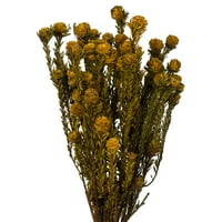 Vickerman Aspen Gold Tortum paket 12 Duga stabljika, pravi sačuvani sušeni cvjetni dekor za vjenčanje,
