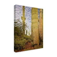 Zaštitni znak likovne umjetnosti 'Cacti View IV' platno Art David Drost